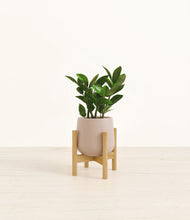 Load image into Gallery viewer, ZZ Plant
