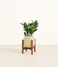 Load image into Gallery viewer, ZZ Plant

