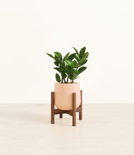 Load image into Gallery viewer, ZZ Plant
