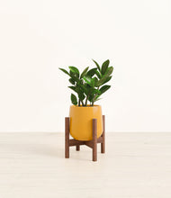 Load image into Gallery viewer, ZZ Plant
