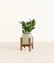 Load image into Gallery viewer, ZZ Plant
