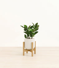 Load image into Gallery viewer, ZZ Plant

