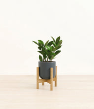 Load image into Gallery viewer, ZZ Plant

