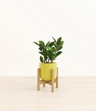 Load image into Gallery viewer, ZZ Plant
