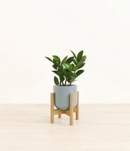 Load image into Gallery viewer, ZZ Plant
