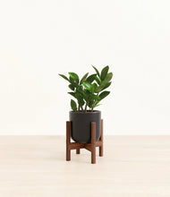 Load image into Gallery viewer, ZZ Plant
