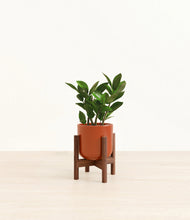 Load image into Gallery viewer, ZZ Plant
