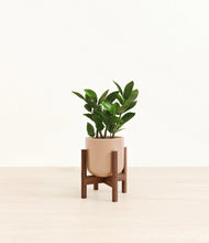 Load image into Gallery viewer, ZZ Plant
