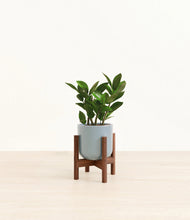 Load image into Gallery viewer, ZZ Plant
