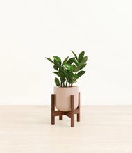 Load image into Gallery viewer, ZZ Plant
