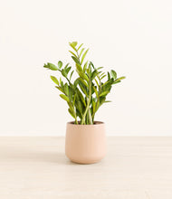 Load image into Gallery viewer, Gentle Pink*****Profile
