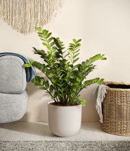 Load image into Gallery viewer, Natural Bamboo
