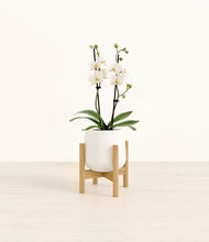 Load image into Gallery viewer, White stand:bamboo
