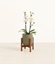Load image into Gallery viewer, Olive stand:walnut
