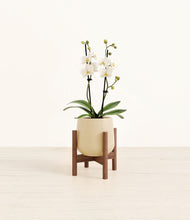 Load image into Gallery viewer, Almond Green stand:walnut
