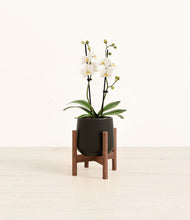 Load image into Gallery viewer, Black stand:walnut
