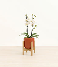 Load image into Gallery viewer, Glossy Red stand:bamboo
