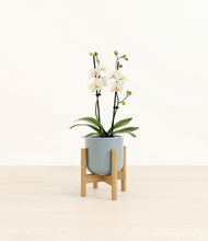 Load image into Gallery viewer, Misty Blue stand:bamboo
