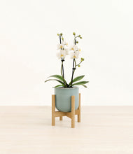 Load image into Gallery viewer, Reactive Aqua stand:bamboo
