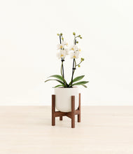 Load image into Gallery viewer, Cotton White stand:walnut

