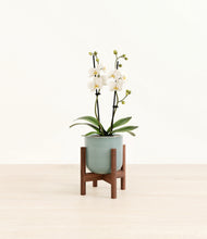 Load image into Gallery viewer, Reactive Aqua stand:walnut

