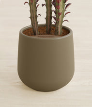 Lade das Bild in den Galerie-Viewer, Olive stand:all
