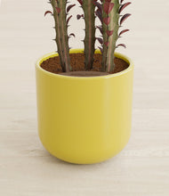 Lade das Bild in den Galerie-Viewer, Key Lime Yellow stand:all
