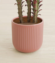 Lade das Bild in den Galerie-Viewer, Striped Rose Pink stand:all
