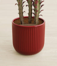Lade das Bild in den Galerie-Viewer, Striped Cherry Red stand:all
