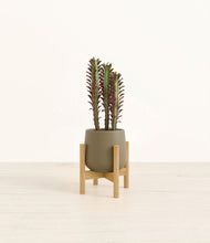 Lade das Bild in den Galerie-Viewer, Olive stand:bamboo
