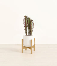 Lade das Bild in den Galerie-Viewer, White stand:bamboo
