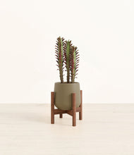 Lade das Bild in den Galerie-Viewer, Olive stand:walnut
