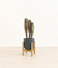 Lade das Bild in den Galerie-Viewer, Iron Gray stand:bamboo
