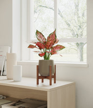 Load image into Gallery viewer, Olive stand:walnut

