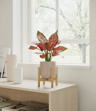 Load image into Gallery viewer, Eternal Gray stand:bamboo
