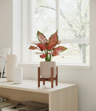 Load image into Gallery viewer, Eternal Gray stand:walnut

