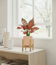 Load image into Gallery viewer, Gentle Pink stand:bamboo
