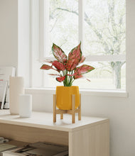 Load image into Gallery viewer, Mustard stand:bamboo
