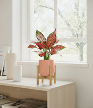 Load image into Gallery viewer, Calm Rose stand:bamboo
