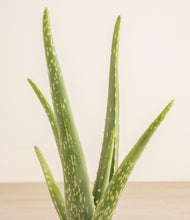 Load image into Gallery viewer, ALL
