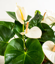 Load image into Gallery viewer, ALL
