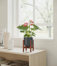 Load image into Gallery viewer, Iron Gray stand:walnut
