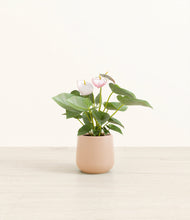 Load image into Gallery viewer, Gentle Pink*****Profile
