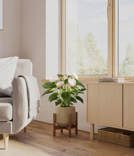 Load image into Gallery viewer, Olive stand:walnut
