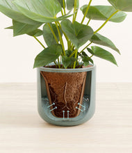 Load image into Gallery viewer, Reactive Aqua stand:all
