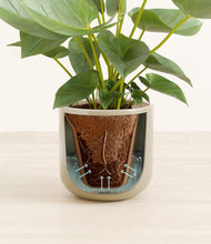 Load image into Gallery viewer, Sage Green stand:all
