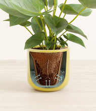 Load image into Gallery viewer, Key Lime Yellow stand:all
