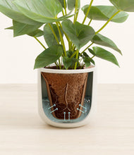 Load image into Gallery viewer, Cotton White stand:all
