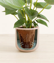 Load image into Gallery viewer, Sandy Pink stand:all
