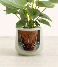 Load image into Gallery viewer, Turquoise stand:all
